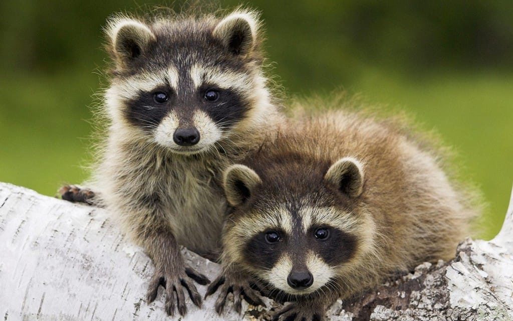 How To Get Rid Of Baby Raccoons Under Deck / Signs Of Raccoons In The